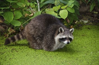 Racoon, Procyon lotor, sitting in a water pit and looking for food, Germany, Europe