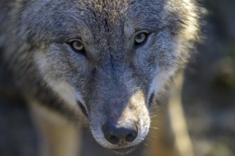 Close-up of a wolf (Canis lupus) with haunting eyes and detailed fur, Captive, Germany, Europe