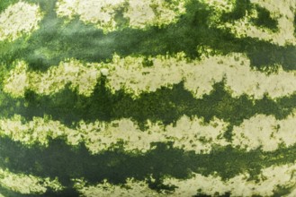 Green and fresh striped watermelon skin background
