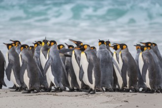 King penguins (Aptenodytes patagonicus) on the beach, Volunteer Point, Falkland Islands, Great
