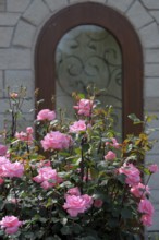 Shrub rose in pink flowering in the garden, Rosa shrub roses with arched door Rose garden in