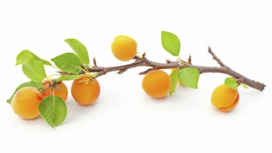Branch with fresh apricots and leaves casting a small shadow on a white background, AI generated