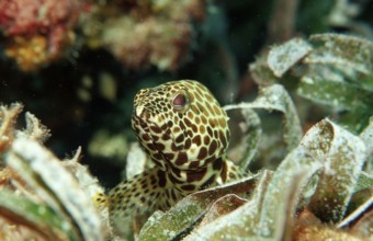 Dwarf honeycomb perch on seagrass, Epinephelus merra, Indonesia, Wakatobi Dive Resort, Sulawesi,