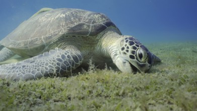 Sea turtle grazing on the seaseabed, slow motion. Great Green Sea Turtle (Chelonia mydas) with open