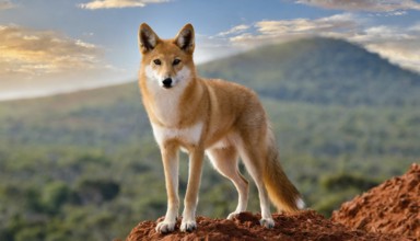 KI generated, animal, animals, mammal, mammals, biotope, habitat, one, single animal, foraging,