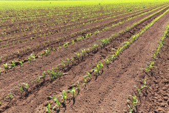 Corn fields sprouts in rows in California agriculture plantation USA