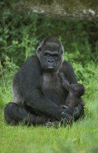 EASTERN LOWLAND (GORILLA gorilla gorilla) graueri, MOTHER WITH BABY SUCKLING