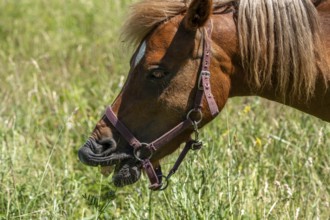 Grazing horse in a meadow, Sangerhausen, Saxony-Anhalt, Germany, Europe
