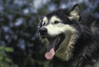 Alaskan Malamute Dog, Portrait of Adult with Tongue out