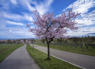 Flowering almond tree, almond blossom (Prunus dulcis), Maikammer, Rhineland-Palatinate, Germany,