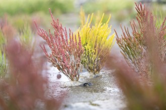 European samphire (Salicornia europaea), red and yellow coloured side by side in the Wadden Sea,