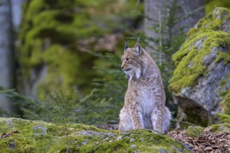 A sitting lynx (Lynx lynx) staring into the distance on a moss-covered rock in the forest, Captive,