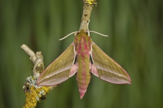 Elephant hawk-moth, Deilephila elpenor, elephant hawk-moth
