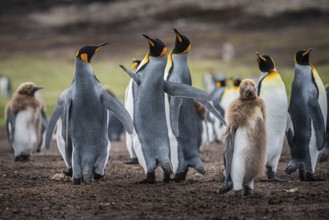 King penguins (Aptenodytes patagonicus), fighting over breeding partners during courtship,