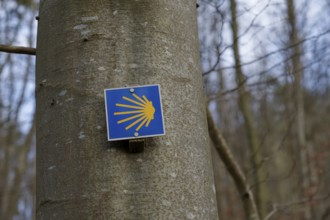 Way of St James, hiking, Kochersteig, Geislingen, Braunsbach-Geislingen, Nordic walking, Kocher