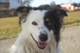 Border Collie with beautiful black and white markings on the face, Austria, Europe