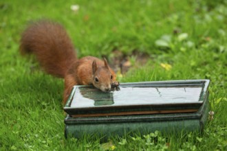 Squirrel standing leaning against a pot of water looking from the front