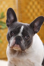 French Bulldog, blue-white, bitch, 4 years old