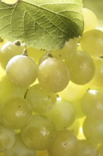 Delicious yellow autumn grape fruit macro detail