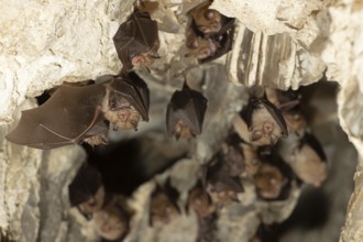 Lesser horseshoe bat (Rhinolophus hipposideros), female with young in maternity roost, bat