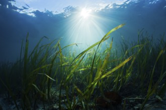 Seagrass meadow, Cenderawasih Bay, West Papua, Indonesia, Asia