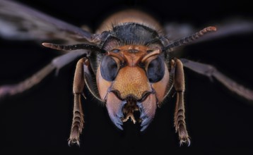 Asian Giant Hornet, Japanese giant hornet, also Murder Hornet (Vespa mandarinia)