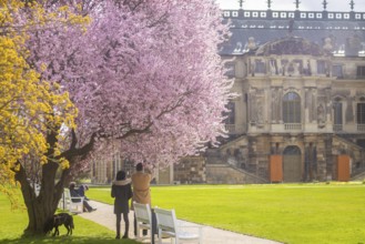 Blossoming tree at the palace in the Great Garden, Dresden, Saxony, Germany, Europe