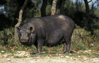 VIETNAMESE POT-BELLIED PIG (sus scrofa domesticus), FEMALE