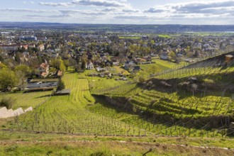 Vineyards in spring light, Radebeul, Saxony, Germany, Europe