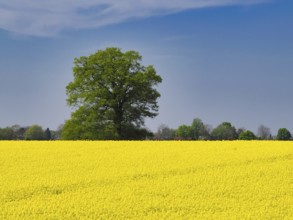 Rape field in spring, behind it a single tree, Lower Rhine, North Rhine-Westphalia, Germany, Europe