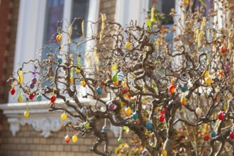 Colourful Easter eggs hanging from tree branches as decoration in a front garden, Bremen, Germany,