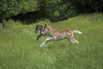 Foals Galloping through Pasture