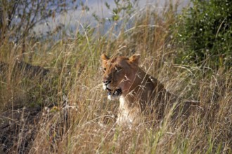 African Lion (panthera leo), Female Camouflaged in Long Grass, Masai Mara Park in Kenya
