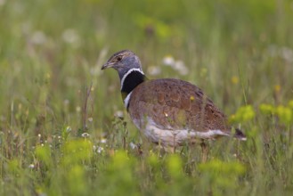 Little bustard (Tetrax tetrax) Outarde canepetière, Sisón Común, Hides De Calera / Great Bustard,