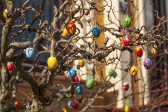 Colourful Easter eggs hanging from tree branches as decoration in a front garden, Bremen, Germany,