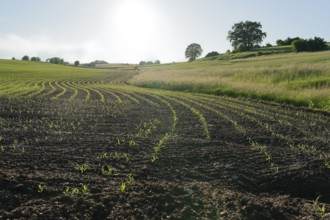 Agriculture area near Ilmried, spring, May, agriculture, field, farming, acre, Pfaffenhofen an der