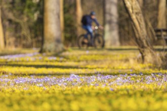Blooming crocuses and winter aconites on the meadows in the Baroque Park Großer Garten, Dresden,