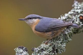 Eurasian nuthatch (Sitta europaea), Sittelle torchepot, Trepador Azul, Battenberg, Tiszaalpár,