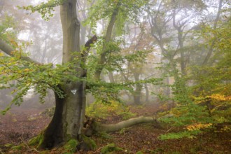 Dense forest with foggy atmosphere and autumnal colours of the leaves, Hutewald Halloh, Hesse,