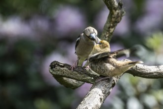 Hawfinch (Coccothraustes coccothraustes), feeding juveniles, Emsland, Lower Saxony, Germany, Europe