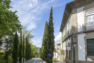 Historic buildings cypress trees street, Largo Martins Sarmento, city of Guimaraes, northern