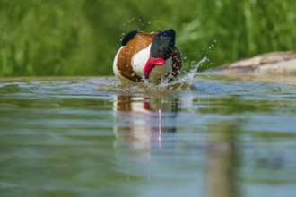 Shelduck (Tadorna tadorna), produces splash water on the surface while moving, France, Europe