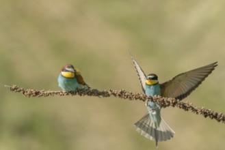 European bee-eater (Merops apiaster) on a branch during the breeding season in spring. Jechtingen,
