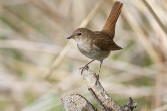 Nightingale (Luscinia megarhynchos) Germany