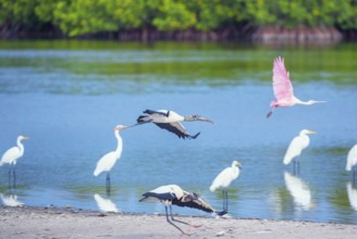 Wood Storks (Mycteria Americana) and Roseate Spoonbill (Platalea ajaja) in flight, Sanibel Island,
