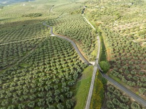Cycle path Via Verde Del Aceite, old railroad track passes through olive fields, near village