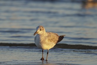 Seagull scouring the waterline searching for food along the Mississippi Gulf Coast in evening light