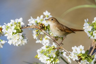 Nightingale (Luscinia megarhynchos) Germany