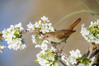 Nightingale (Luscinia megarhynchos) Germany