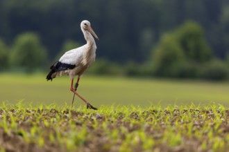 White stork (Ciconia ciconia), farmland, Göggingen, Sigmaringen district, Baden-Württemberg,